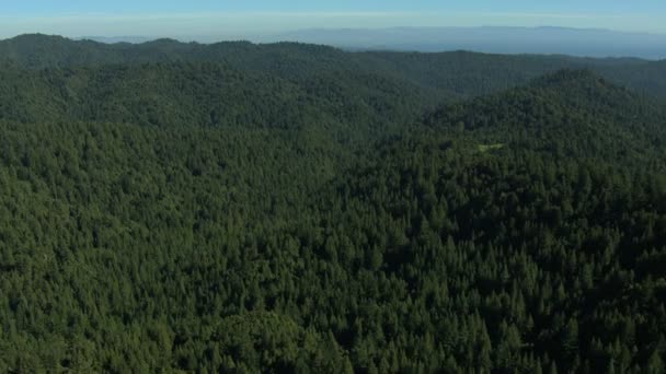 Luchtfoto Californië land bomen bos fir heuvels aard daglicht — Stockvideo