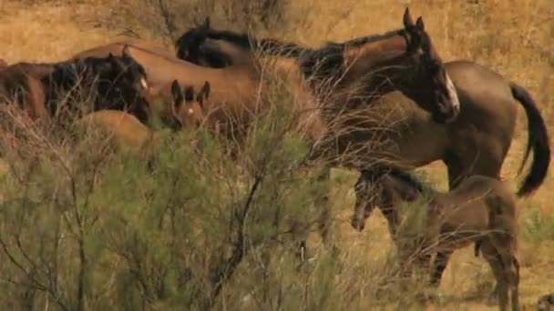 Стадо диких коней, що пасуться на рівнині — стокове відео