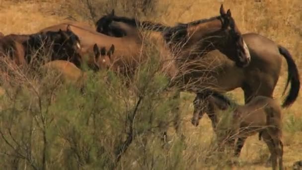 Kudde van wilde paarden grazen op rangeland — Stockvideo