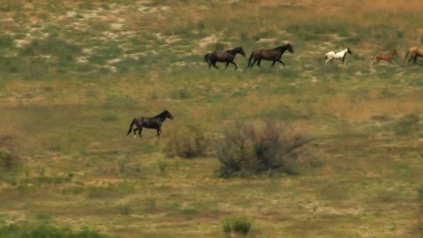 Herd of wild horses — Stock Video