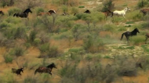 Manada de caballos salvajes — Vídeos de Stock