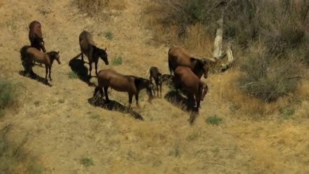 Стадо диких коней, що пасуться на рівнині — стокове відео