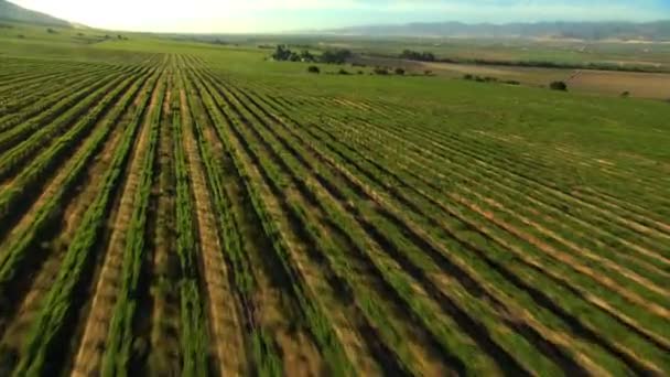 Agricultural Landscape and farmland crops — Stock Video