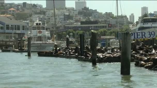Muelle de San Francisco Fishermans Wharf — Vídeos de Stock