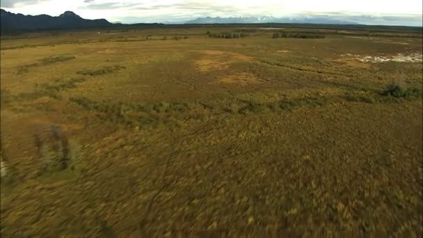 알래스카 국립 공원 황야의 툰드라 — 비디오