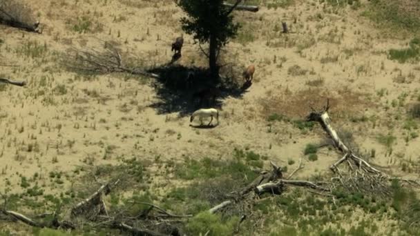 Manada de cavalos selvagens pastando em terra firme — Vídeo de Stock