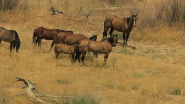 Hjordar av vilda hästar betar på rangeland — Stockvideo