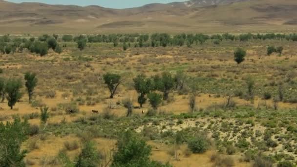 Manada de cavalos selvagens pastando em terra firme — Vídeo de Stock