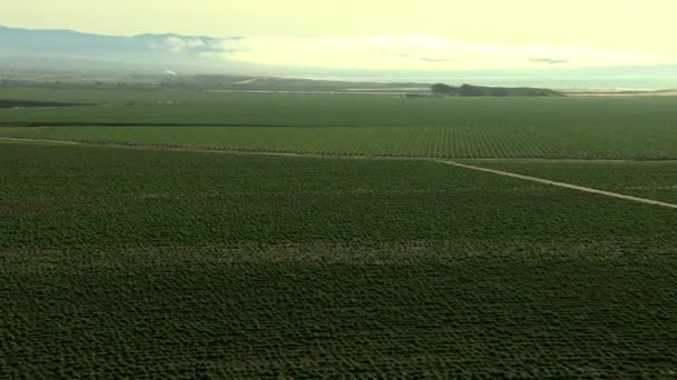 农业作物农业和海洋 — 图库视频影像