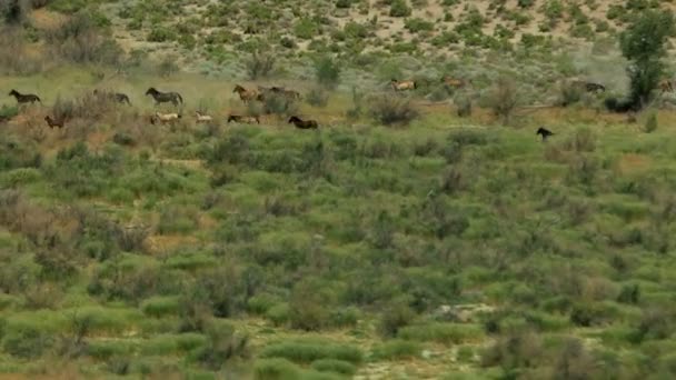 Manada de caballos salvajes — Vídeos de Stock