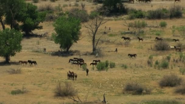 Стадо диких лошадей — стоковое видео