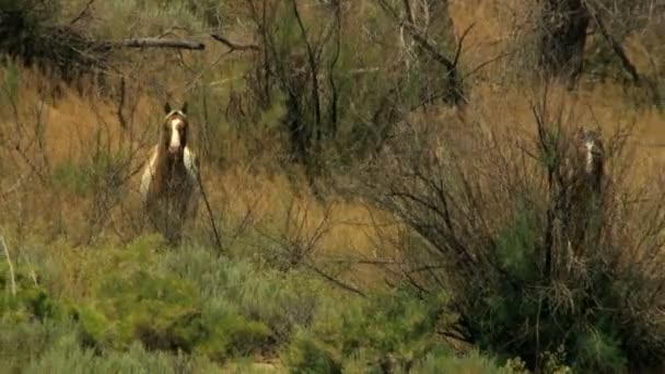 Herd of Wild horses grazing on rangeland — Stock Video