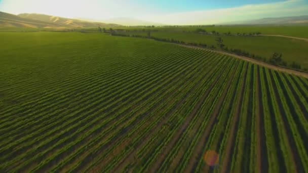 Fields of farming crops — Stock Video