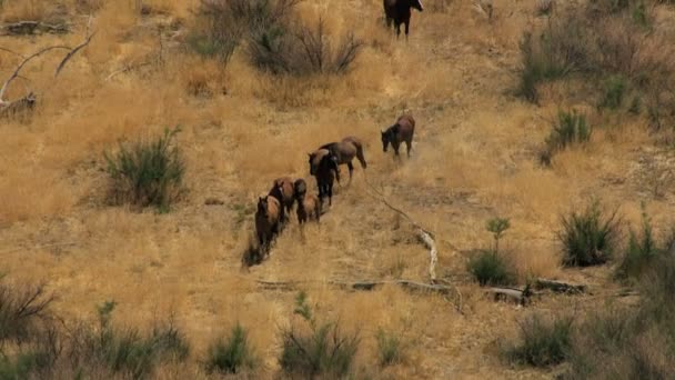 Rebanho de cavalos selvagens — Vídeo de Stock