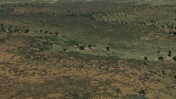 Troupeau de chevaux sauvages — Video