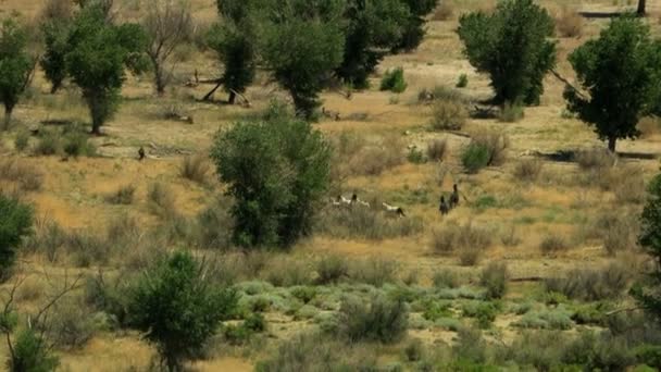 Kudde van wilde paarden grazen op rangeland — Stockvideo