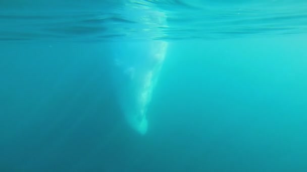 Tauende polare Eiskappe unter der Wasseroberfläche — Stockvideo