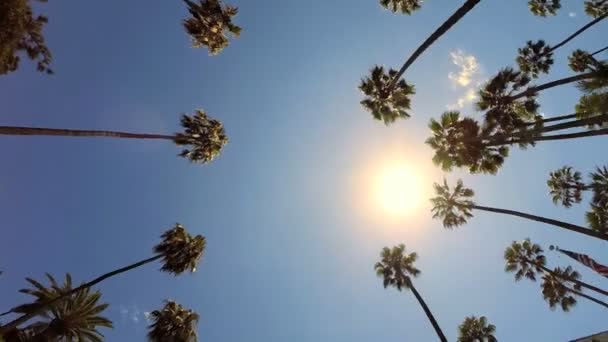 Driving under Tall Palm Trees — Stock Video