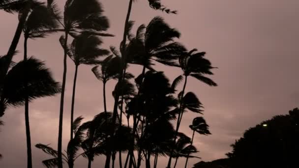 Pálmafák trópusi vihar ciklon hulladéklerakás — Stock videók