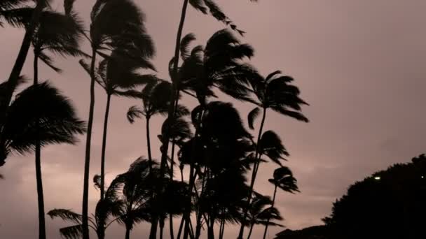 Palmetrær Tropisk storm Syklonelandgang – stockvideo