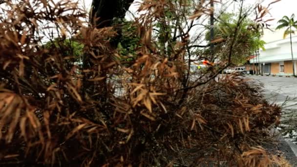 Hilo Downtown schade na tropische storm — Stockvideo
