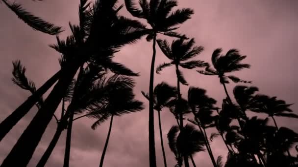 Palm trees Tropical storm Cyclone landfall — Stock Video