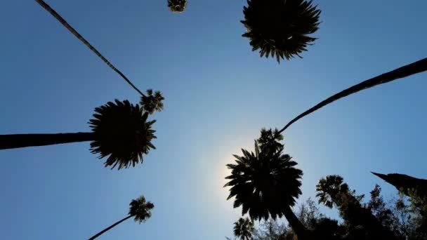 Driving under Tall Palm Trees — Stock Video