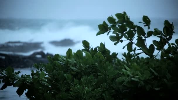 Uragano tropicale Iselle Isole Hawaii — Video Stock