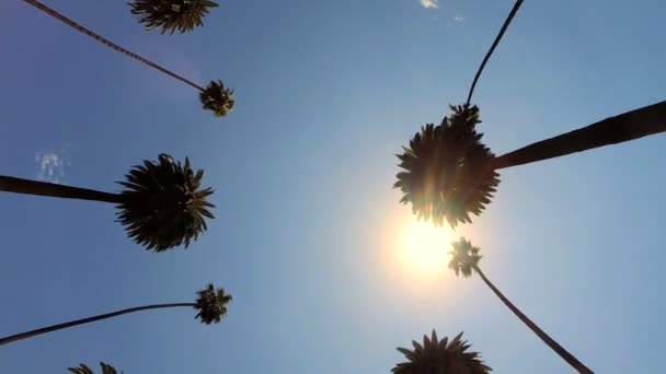 Rijden onder hoge palmbomen — Stockvideo