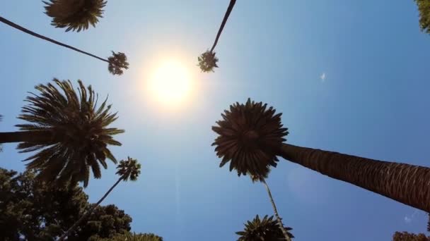 Rijden onder hoge palmbomen — Stockvideo