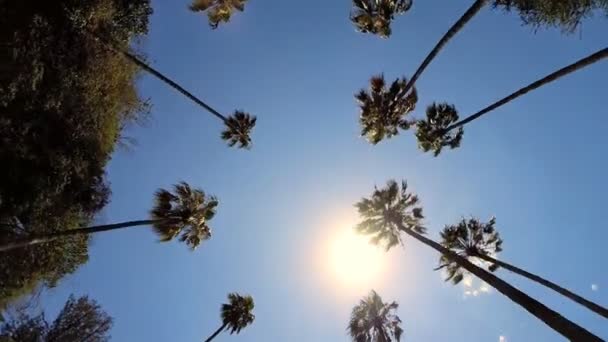 Driving under Tall Palm Trees — Stock Video