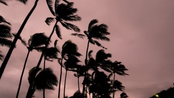 Palmeras Tormenta tropical Tormenta ciclónica — Vídeo de stock