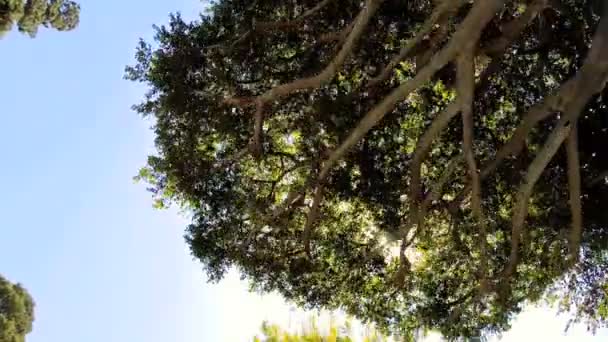 Driving under Tall Palm Trees — Stock Video