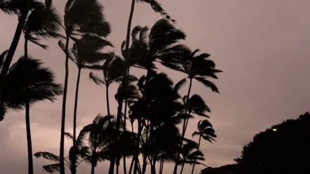 Palmeras Tormenta tropical Tormenta ciclónica — Vídeo de stock