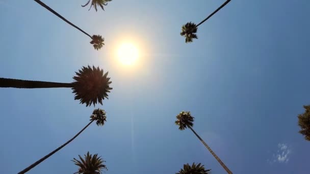 在高大的棕榈树下驾驶 — 图库视频影像