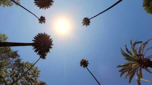 Driving under Tall Palm Trees — Stock Video