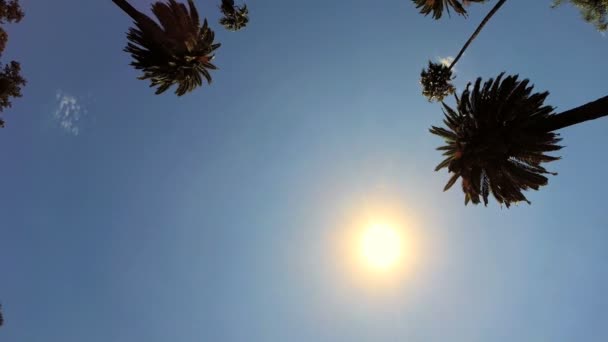 Driving under Tall Palm Trees — Stock Video