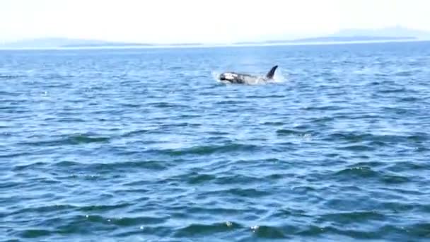 Orcinus Orca кит плаває в океанічних водах — стокове відео