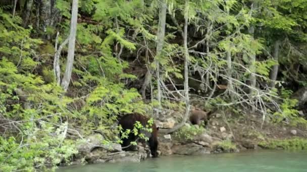 Wild Grizzly Brown Bear with cubs — Stock Video