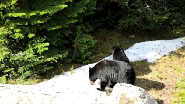 North American Black Bears — Stok video