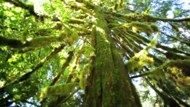 Rain Forest Wilderness with conifer trees — Stock Video