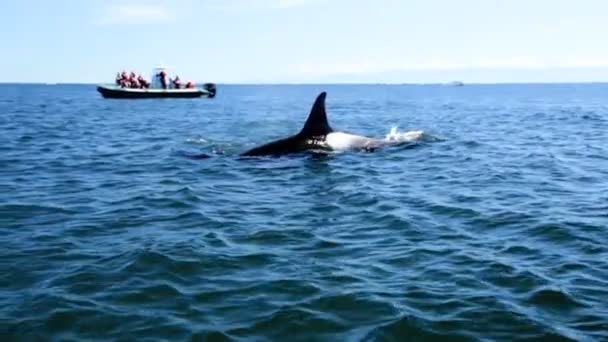 Orcinus orca whale swimming in ocean waters — Stock Video