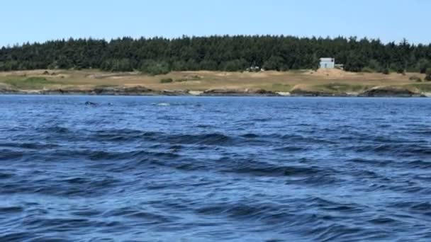 Orcinus orca ballena nadando en aguas oceánicas — Vídeos de Stock