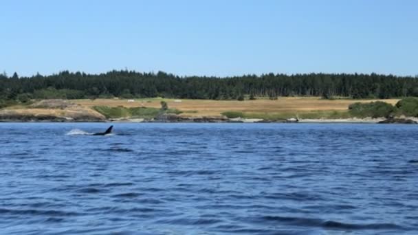 Orcinus Orca-Wal schwimmt im Meer — Stockvideo