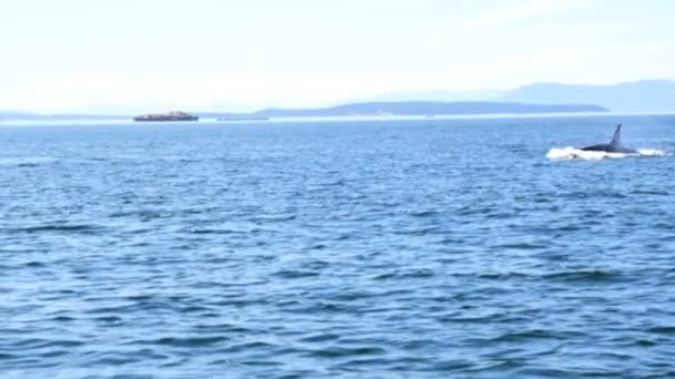 Baleia orca Orcinus nadando em águas oceânicas — Vídeo de Stock