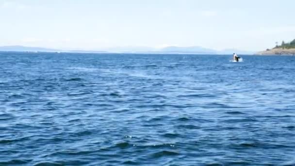 Орцинус косатка плавает в океанских водах — стоковое видео