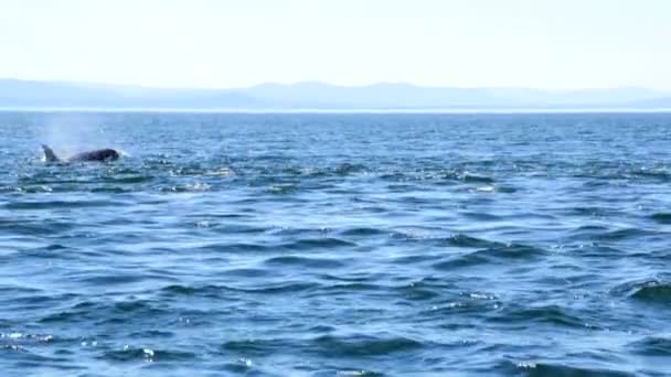 Orcinus orca ballena nadando en aguas oceánicas — Vídeo de stock