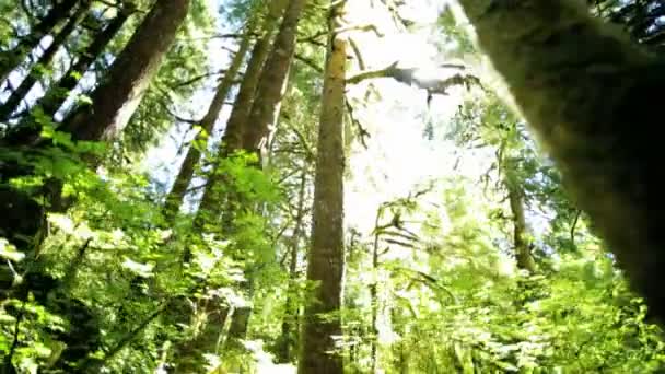 Rain Forest Wilderness with conifer trees — Stock Video