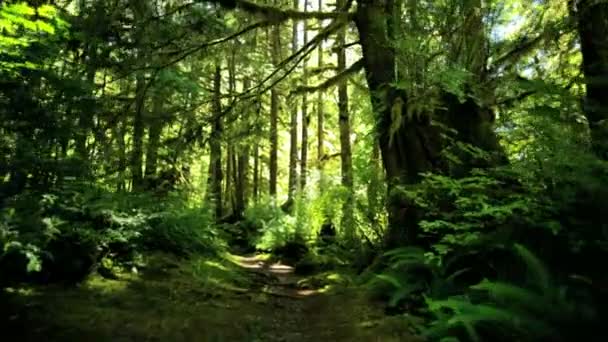Regnskogen vildmark med barrträd — Stockvideo