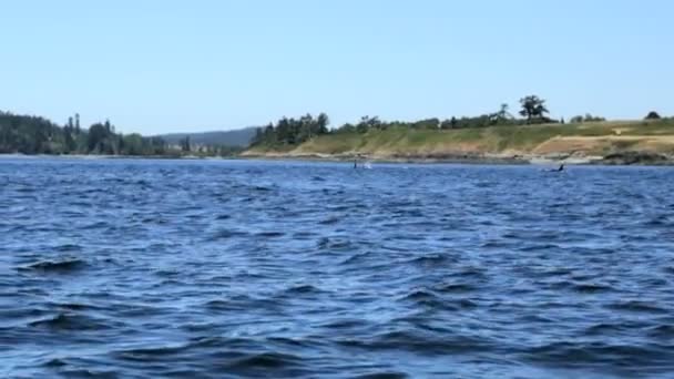 Orcinus orca ballena nadando en aguas oceánicas — Vídeos de Stock